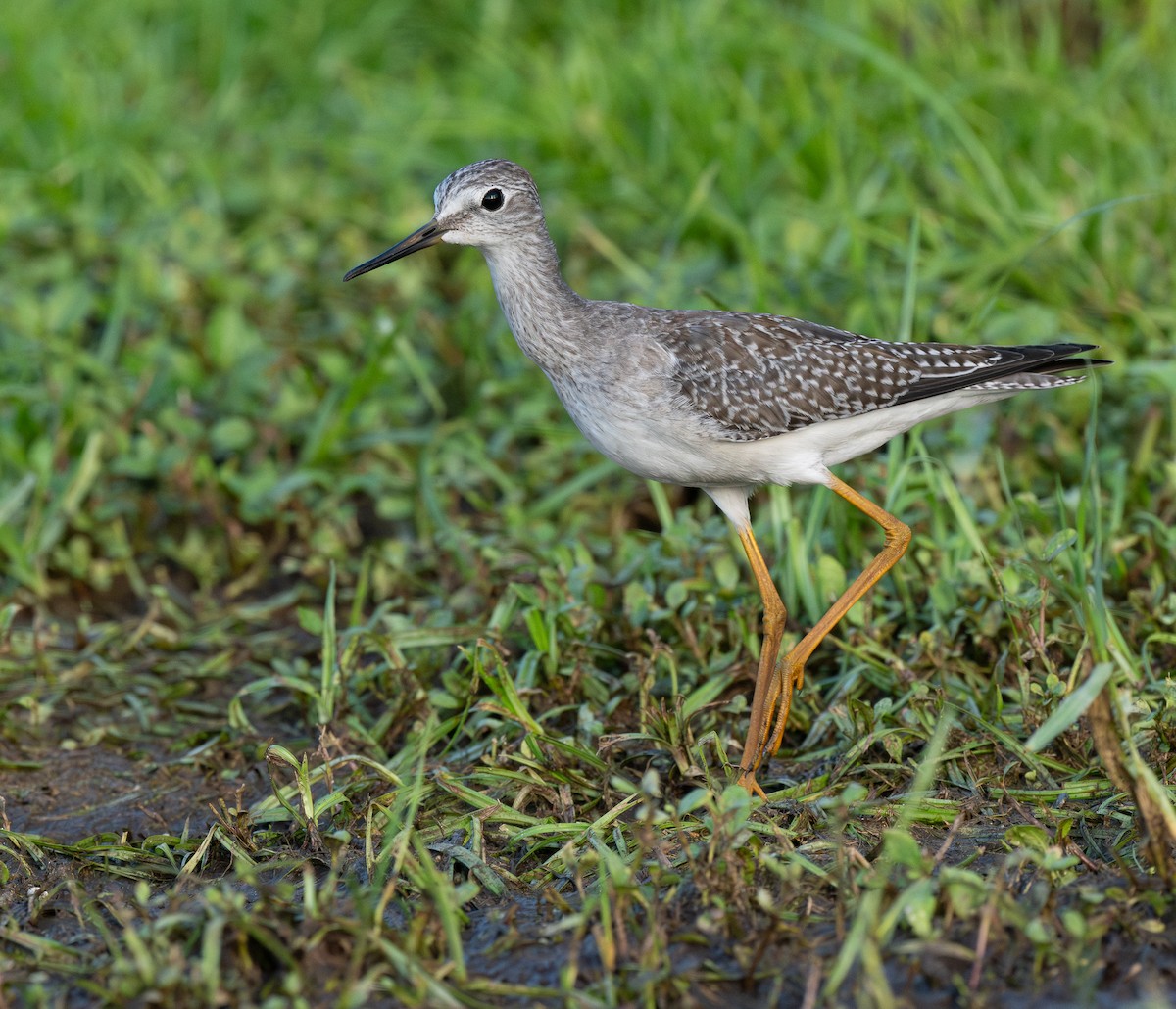 コキアシシギ - ML646263569