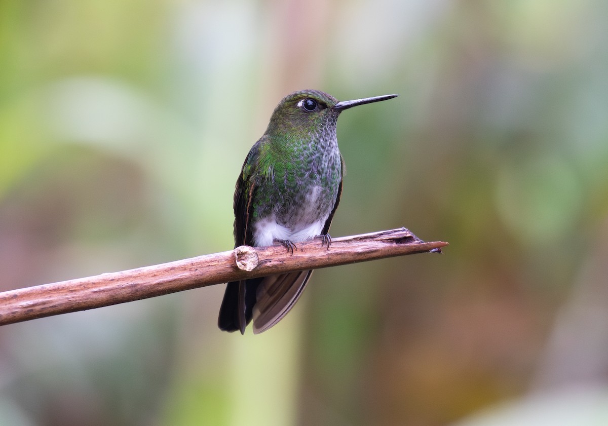 Bakır Rengi Pufayak - ML646263571