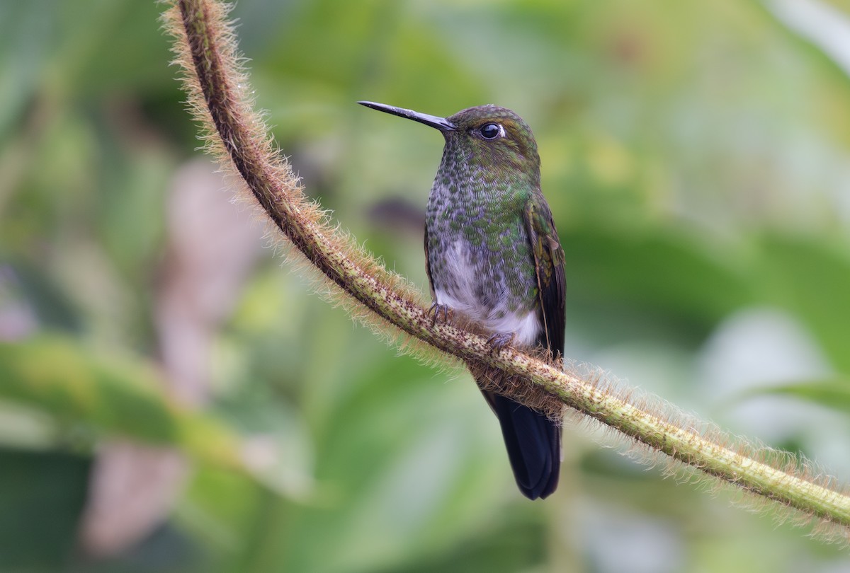 Bakır Rengi Pufayak - ML646263572