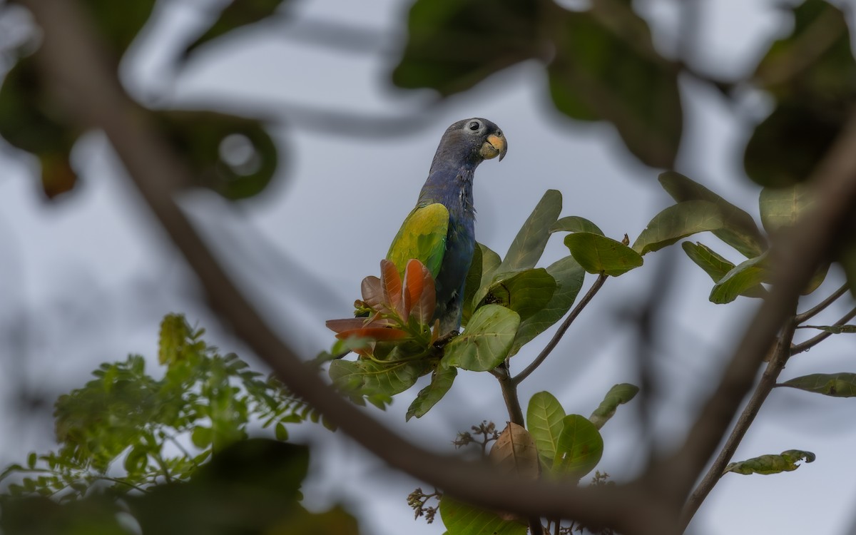 Blue-headed Parrot (Reichenow's) - ML646263573