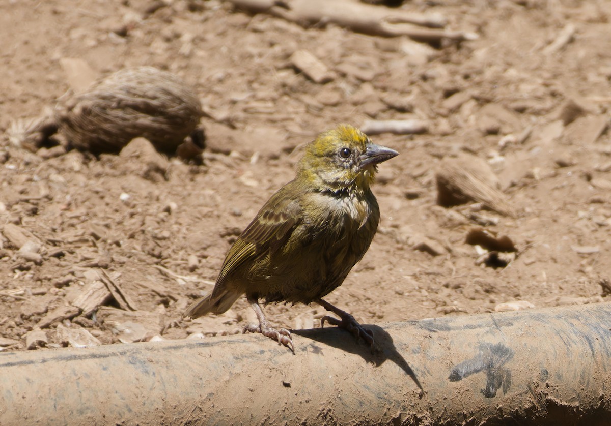 Seychelles Fody - ML646263574