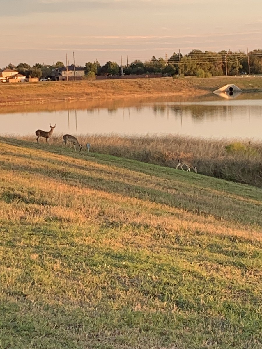 White-tailed Deer - ML646263575