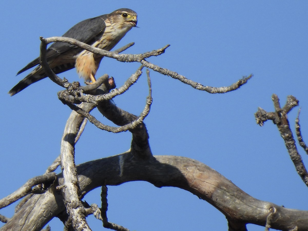 Merlin - ML646263579