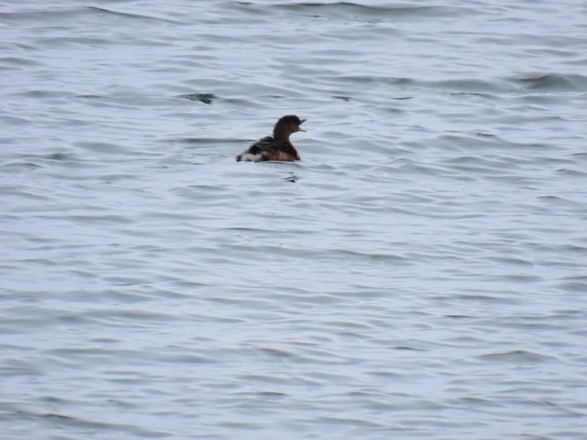 Pied-billed Grebe - ML646263580