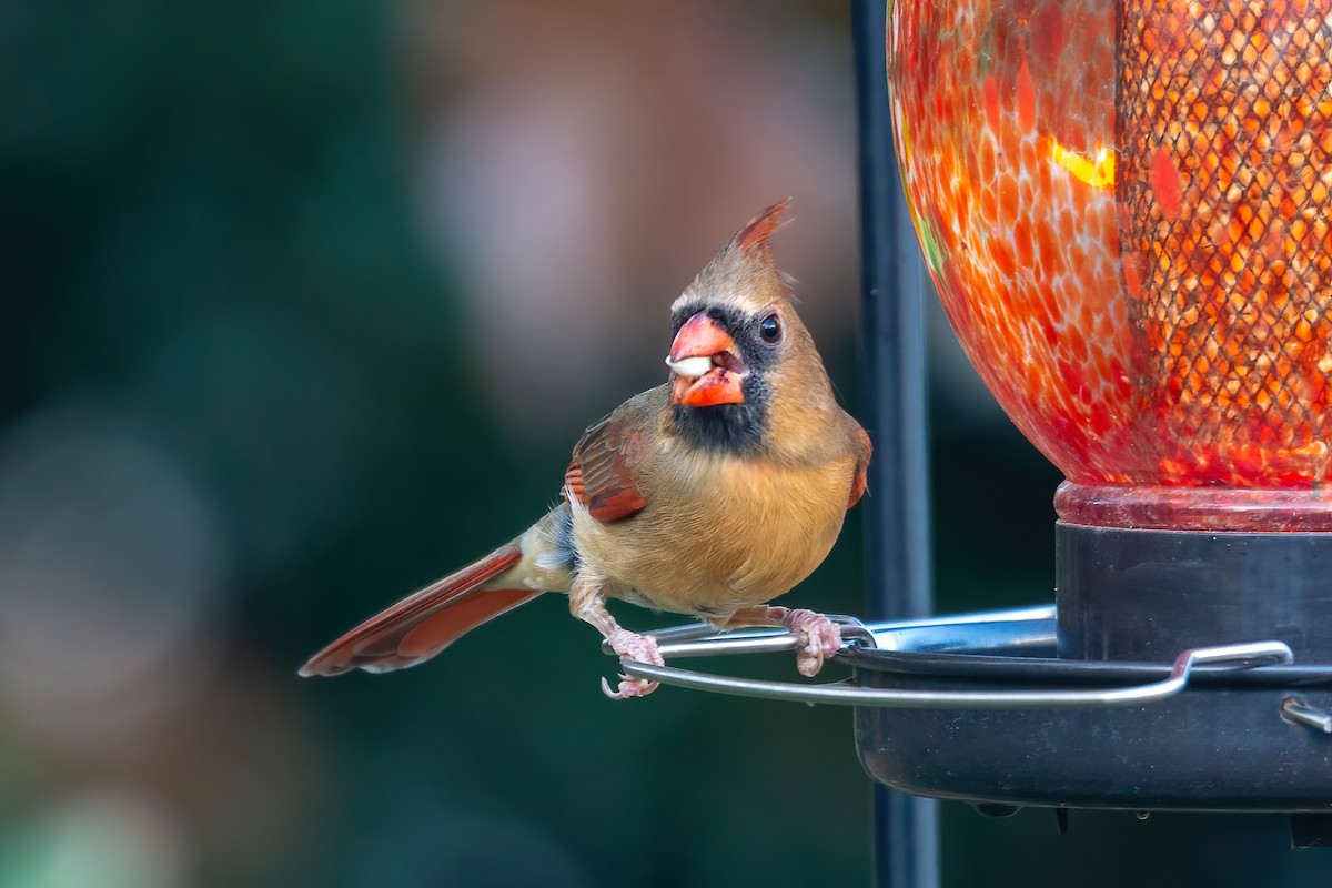 Northern Cardinal - ML646263583