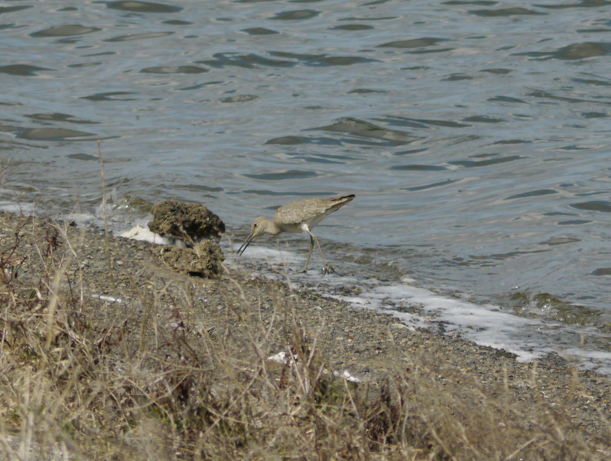 Willet - ML646263591