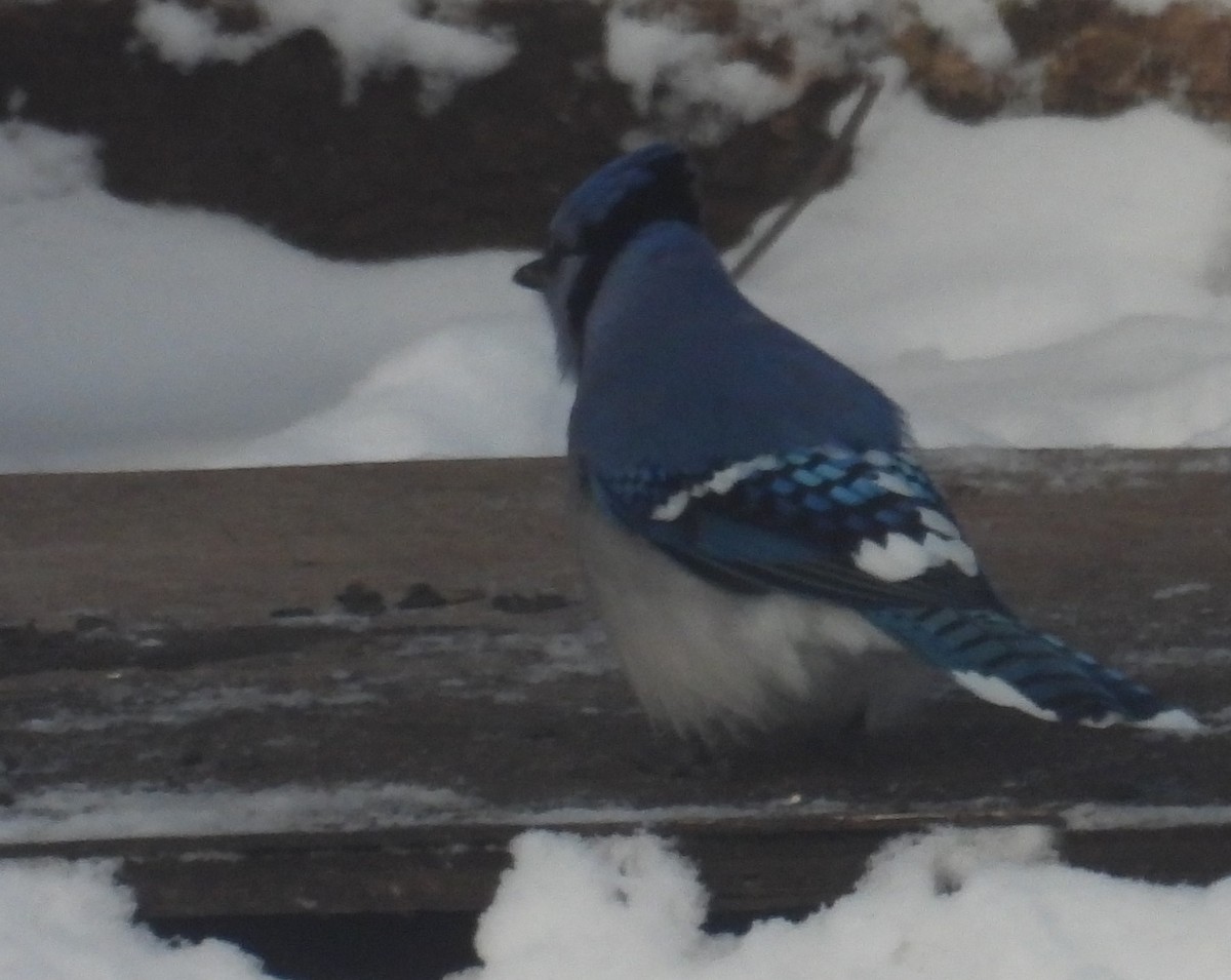 Blue Jay - ML646263593