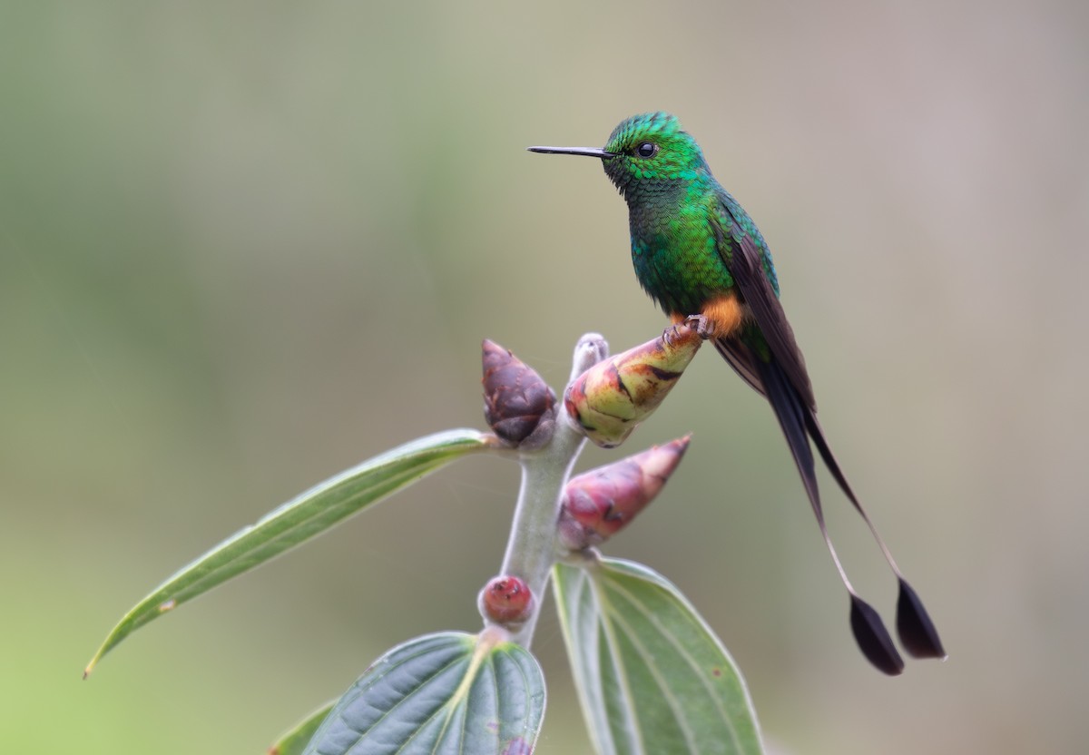 Peruvian Racket-tail - ML646263596