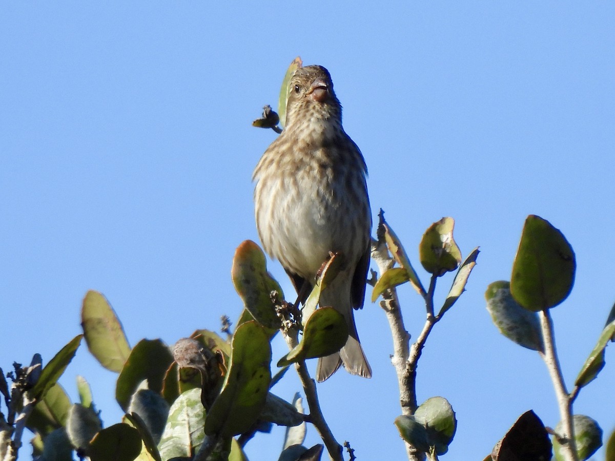 Purple Finch - ML646263598