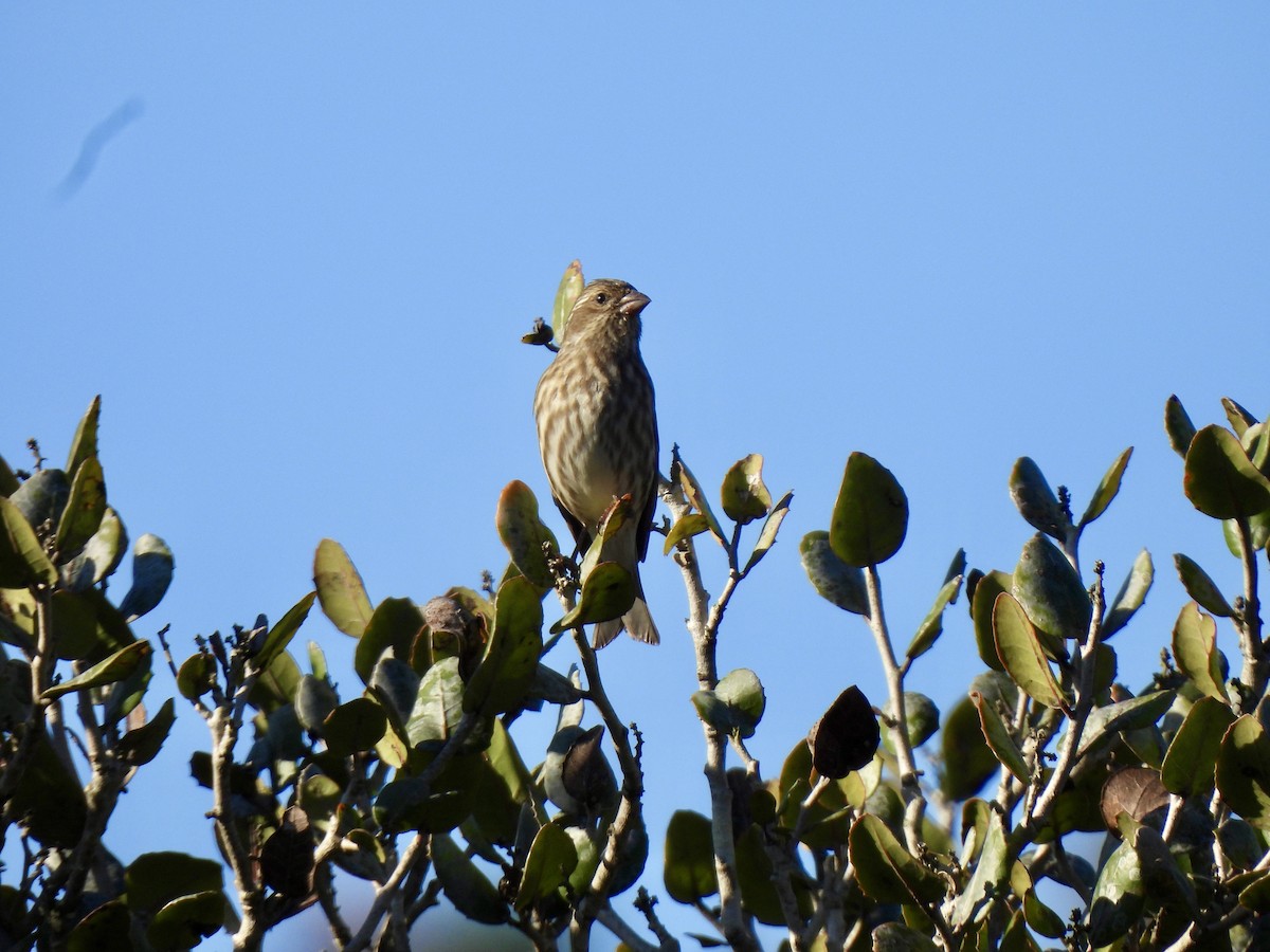 Purple Finch - ML646263599