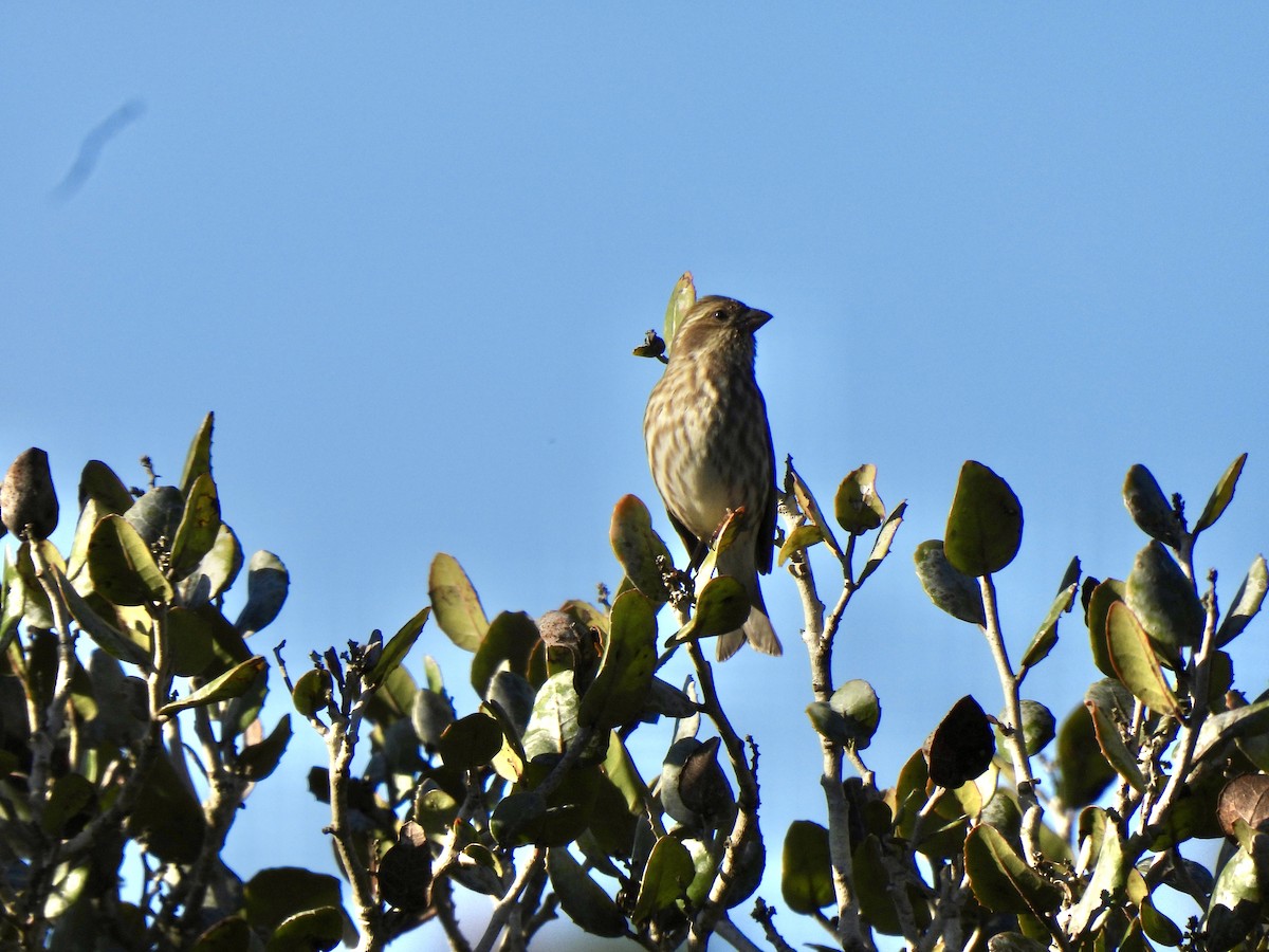Purple Finch - ML646263600