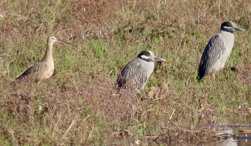Long-billed Curlew - ML646263605