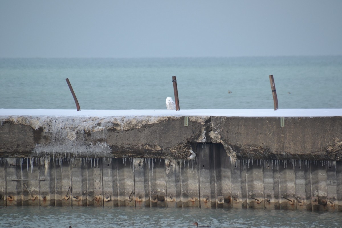 Harfang des neiges - ML646263609