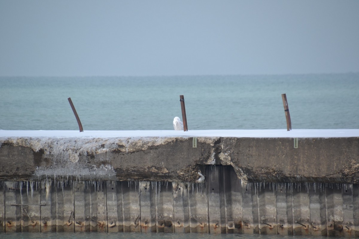 Harfang des neiges - ML646263611