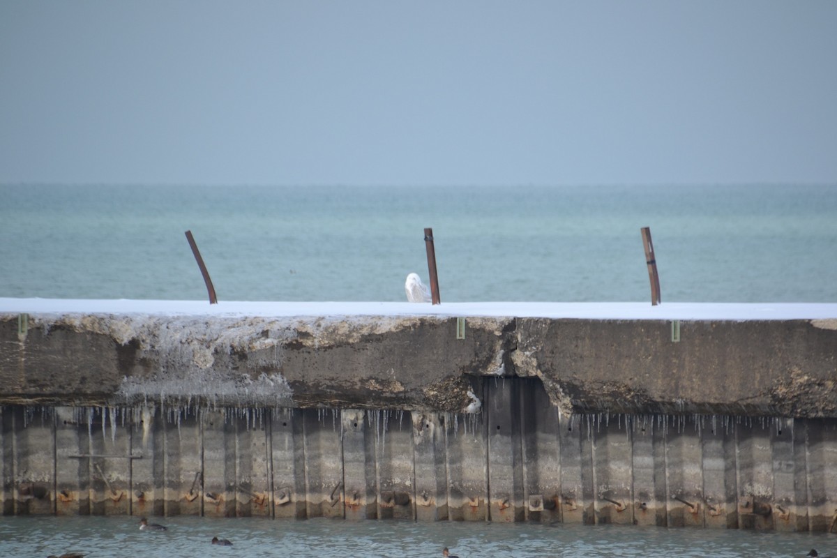 Harfang des neiges - ML646263613