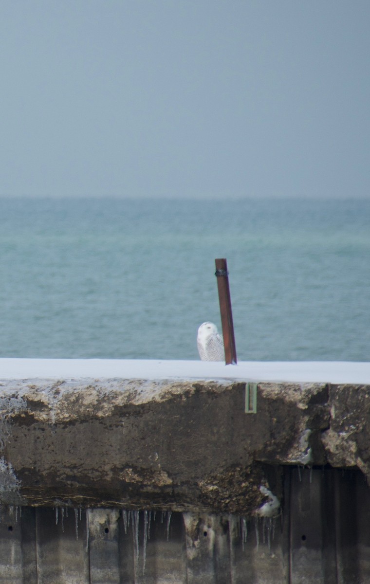 Harfang des neiges - ML646263614