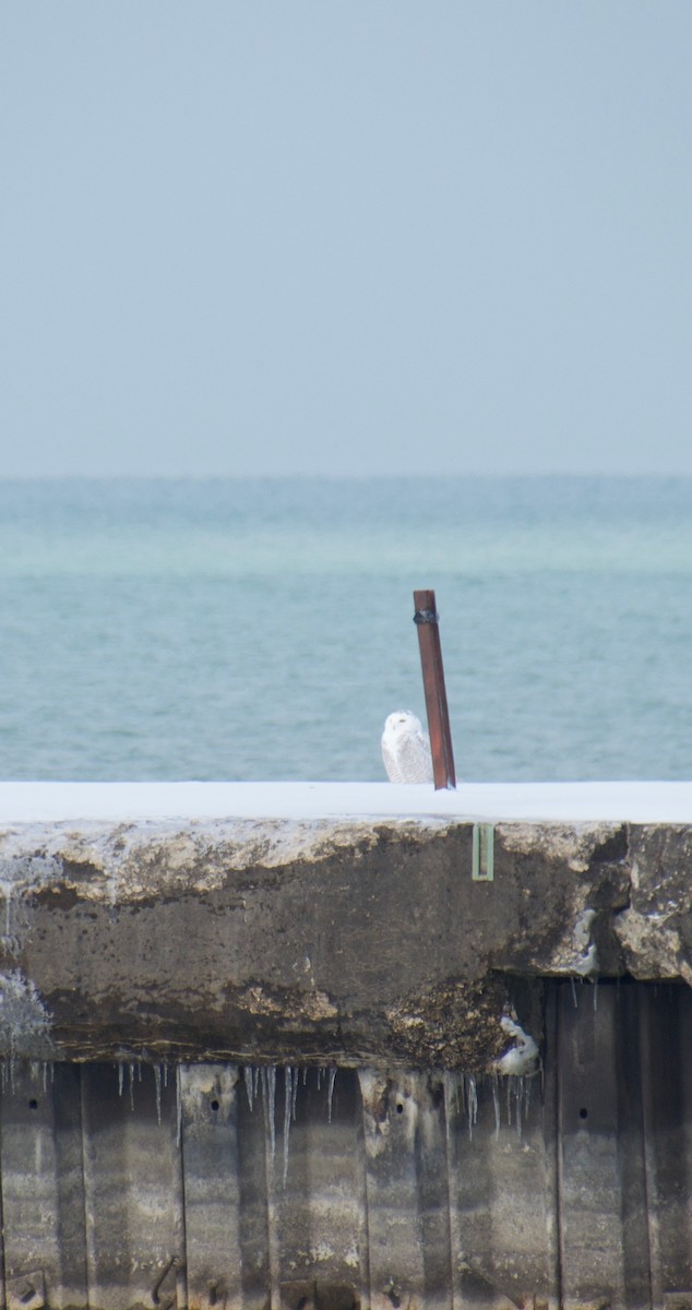 Harfang des neiges - ML646263615