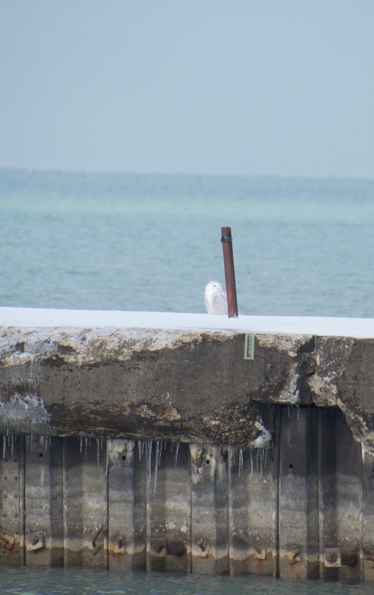 Harfang des neiges - ML646263616