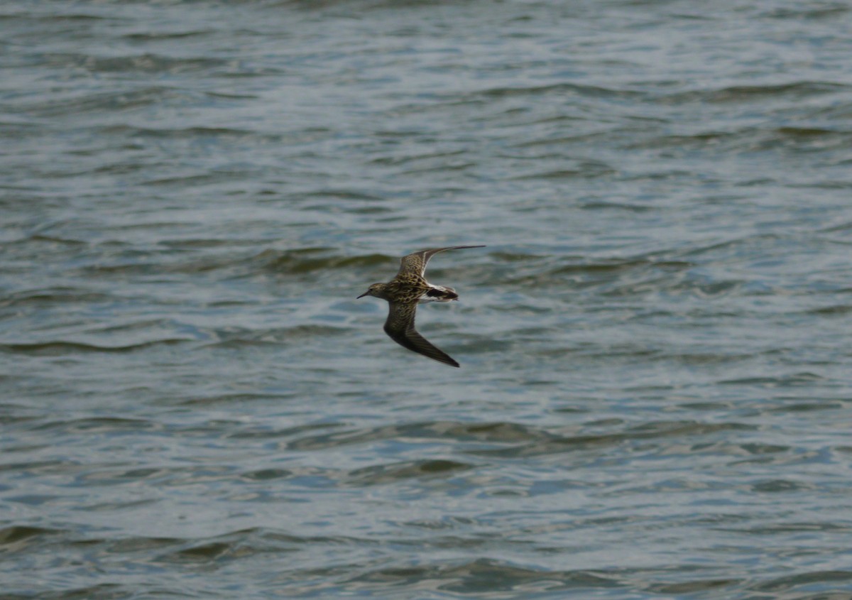 Дутыш - ML646263617