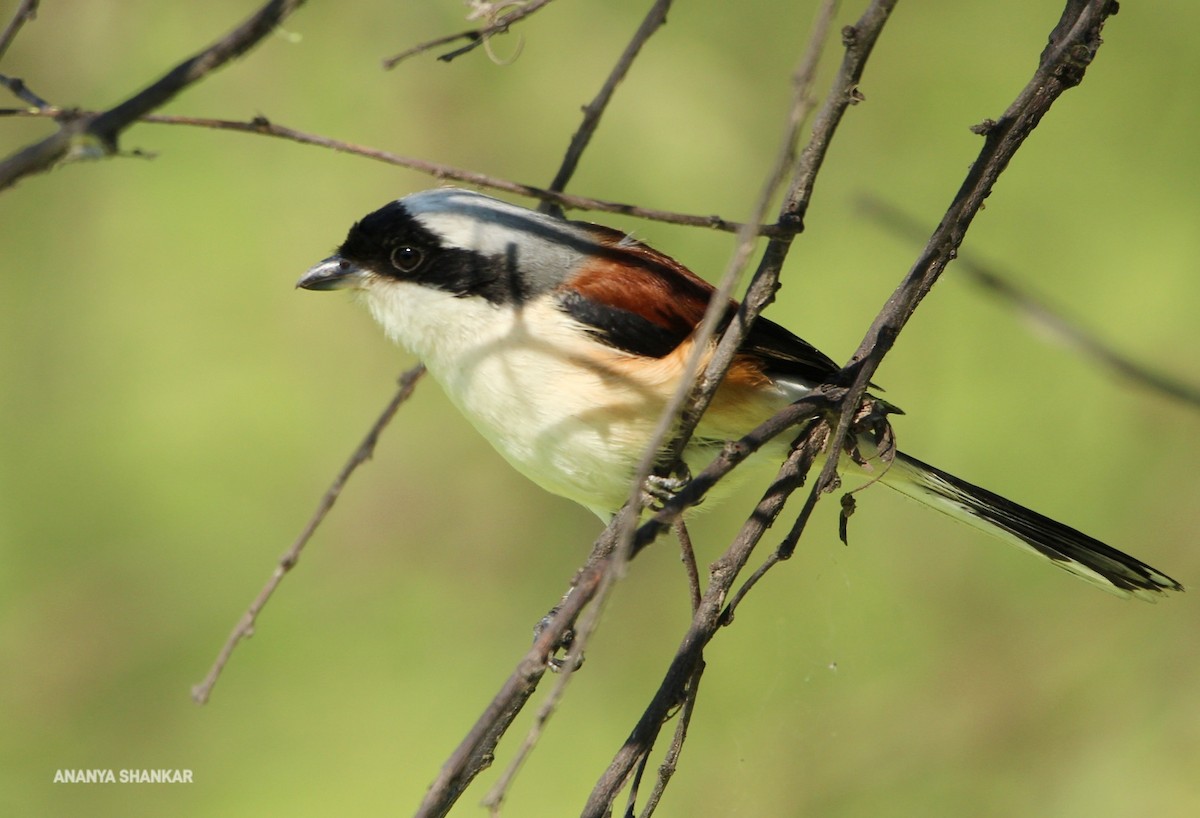 Bay-backed Shrike - ML646263620
