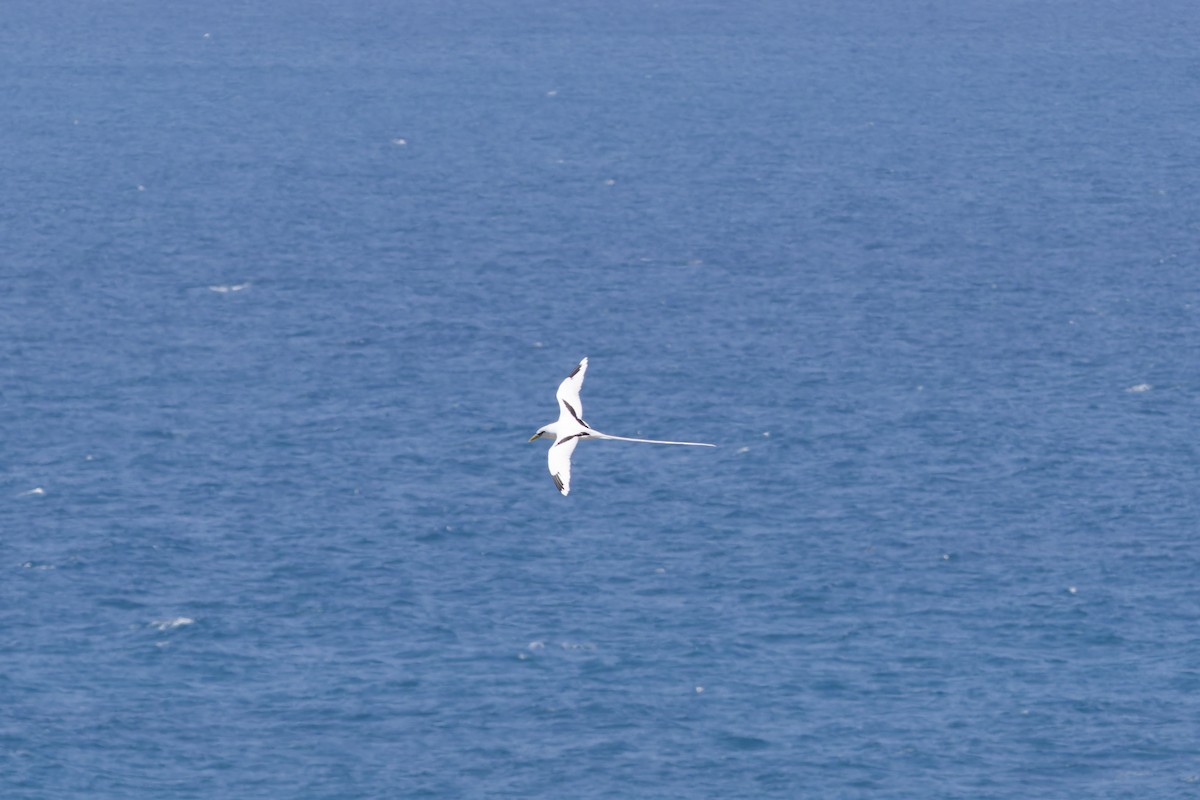 シラオネッタイチョウ - ML646263624