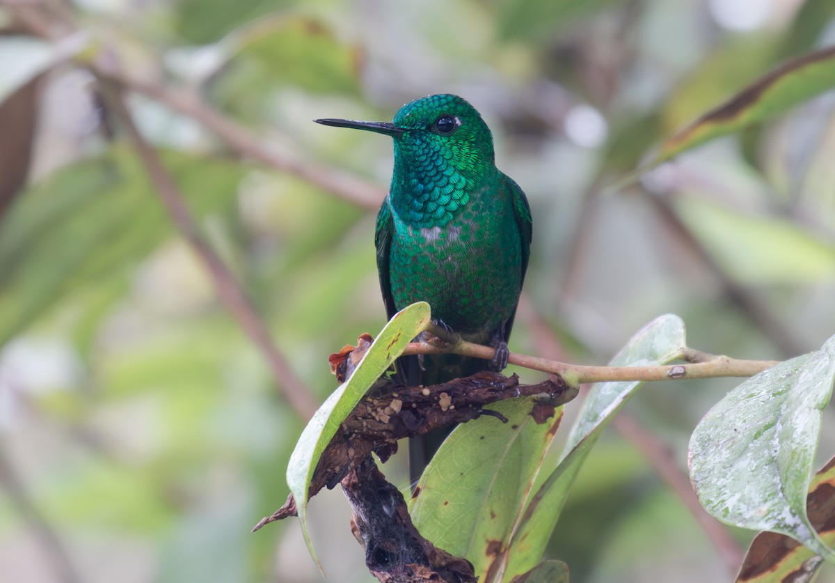 Rufous-vented Whitetip - ML646263633