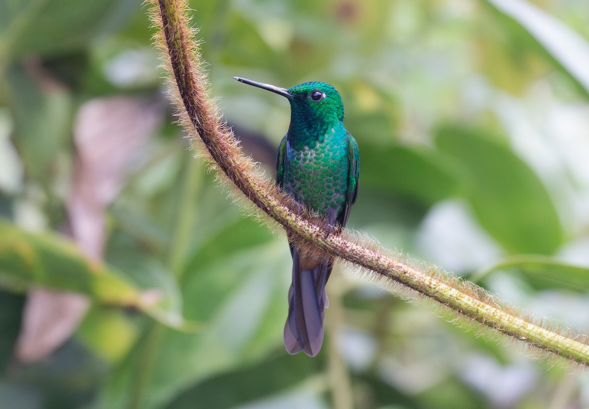 Rufous-vented Whitetip - ML646263634