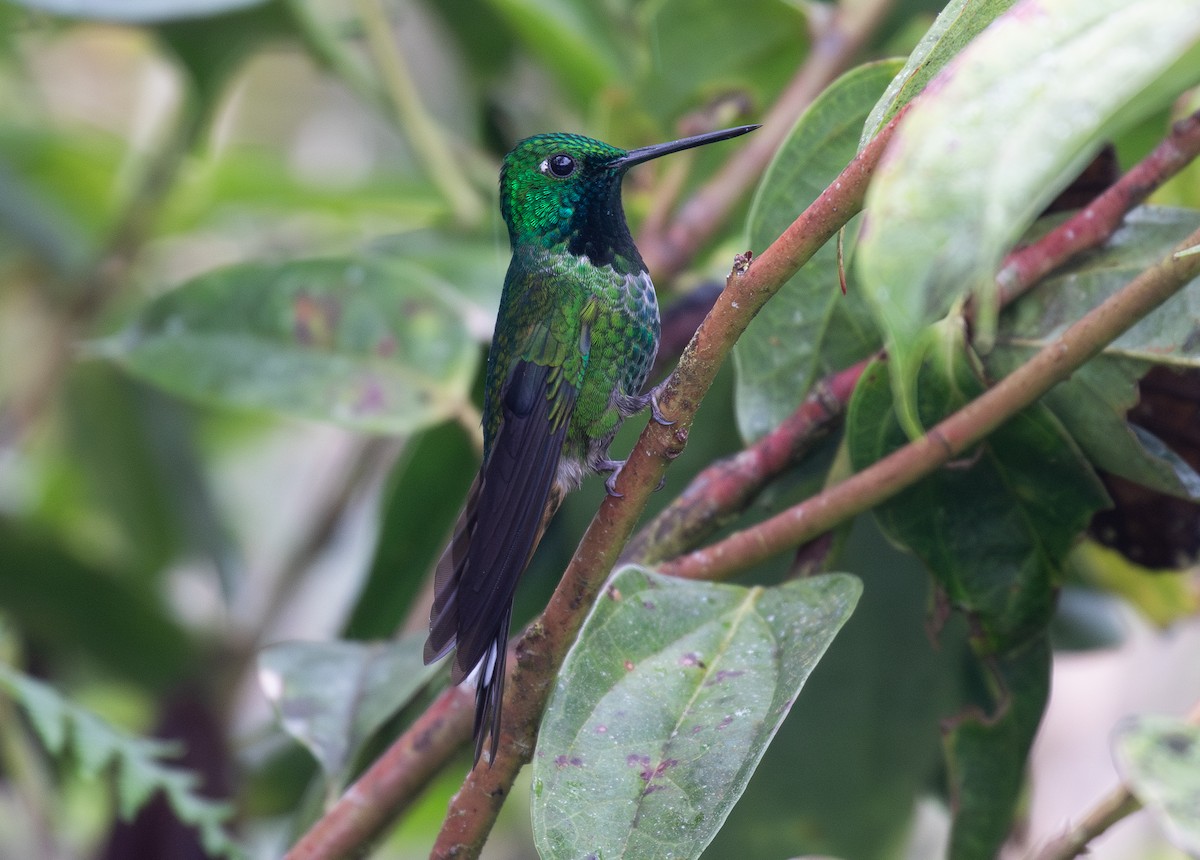 Rufous-vented Whitetip - ML646263635