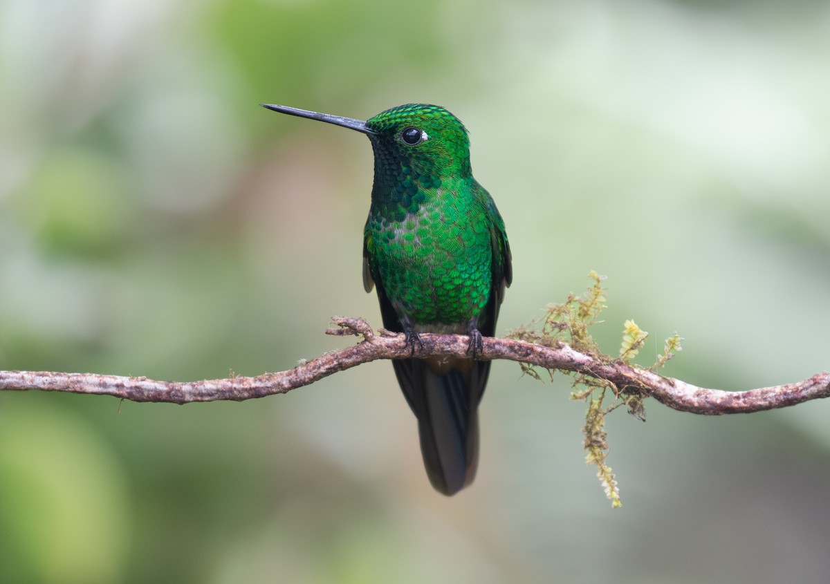 Rufous-vented Whitetip - ML646263636