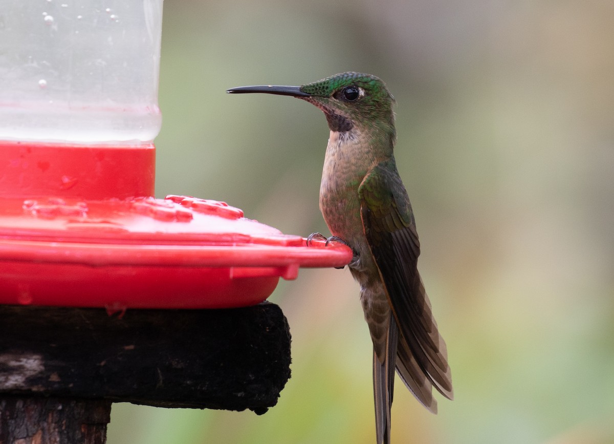 Fawn-breasted Brilliant - ML646263642