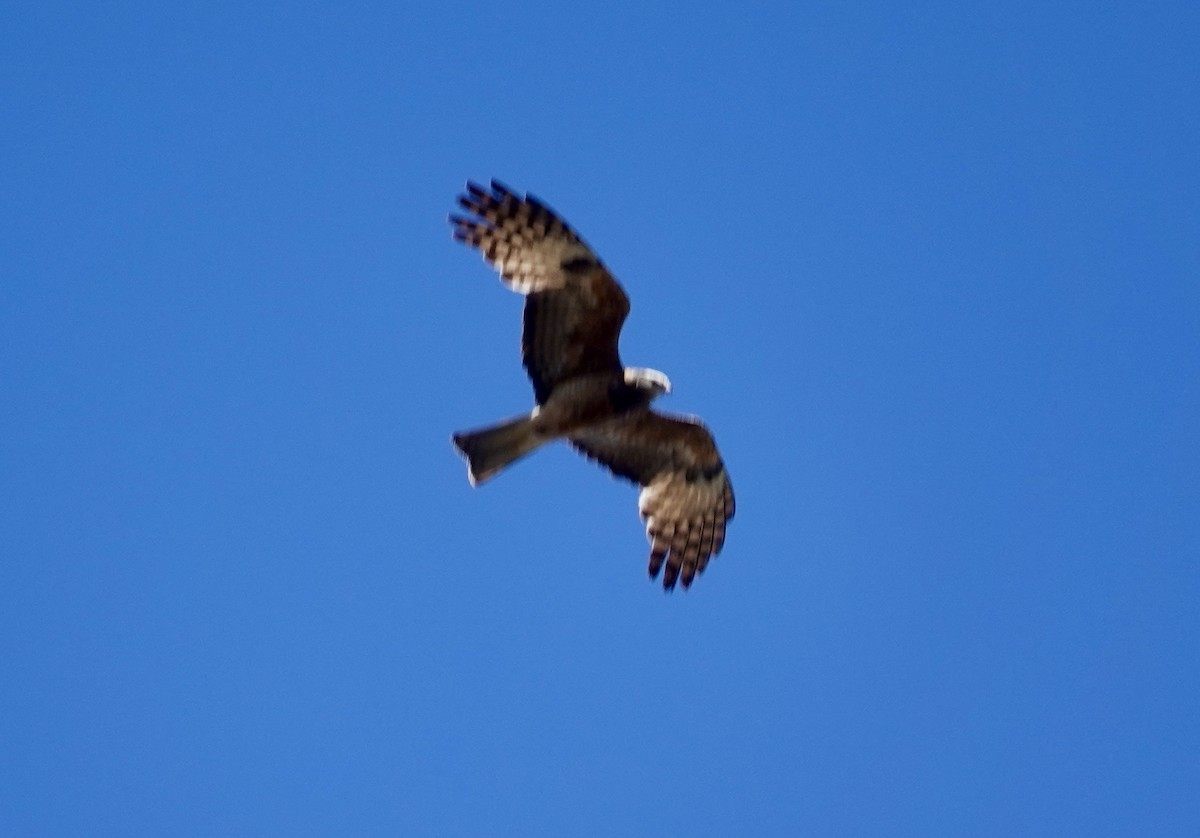 Square-tailed Kite - ML646263643