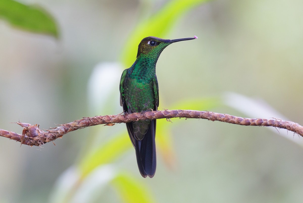 Violet-fronted Brilliant - ML646263649