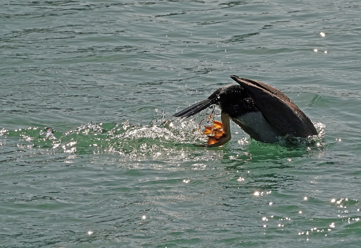 Spotted Shag - ML646263651