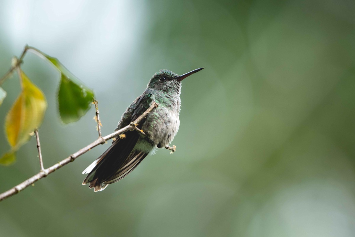 Schuppenbrustkolibri - ML646263654