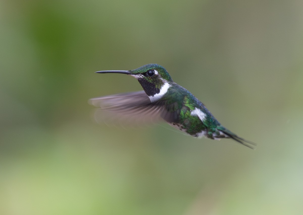 White-bellied Woodstar - ML646263655