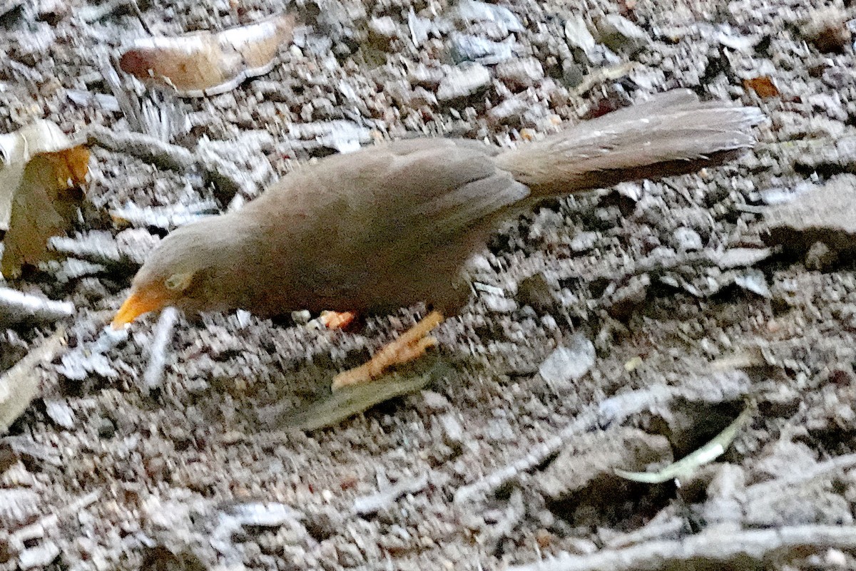 Orange-billed Babbler - ML646263660