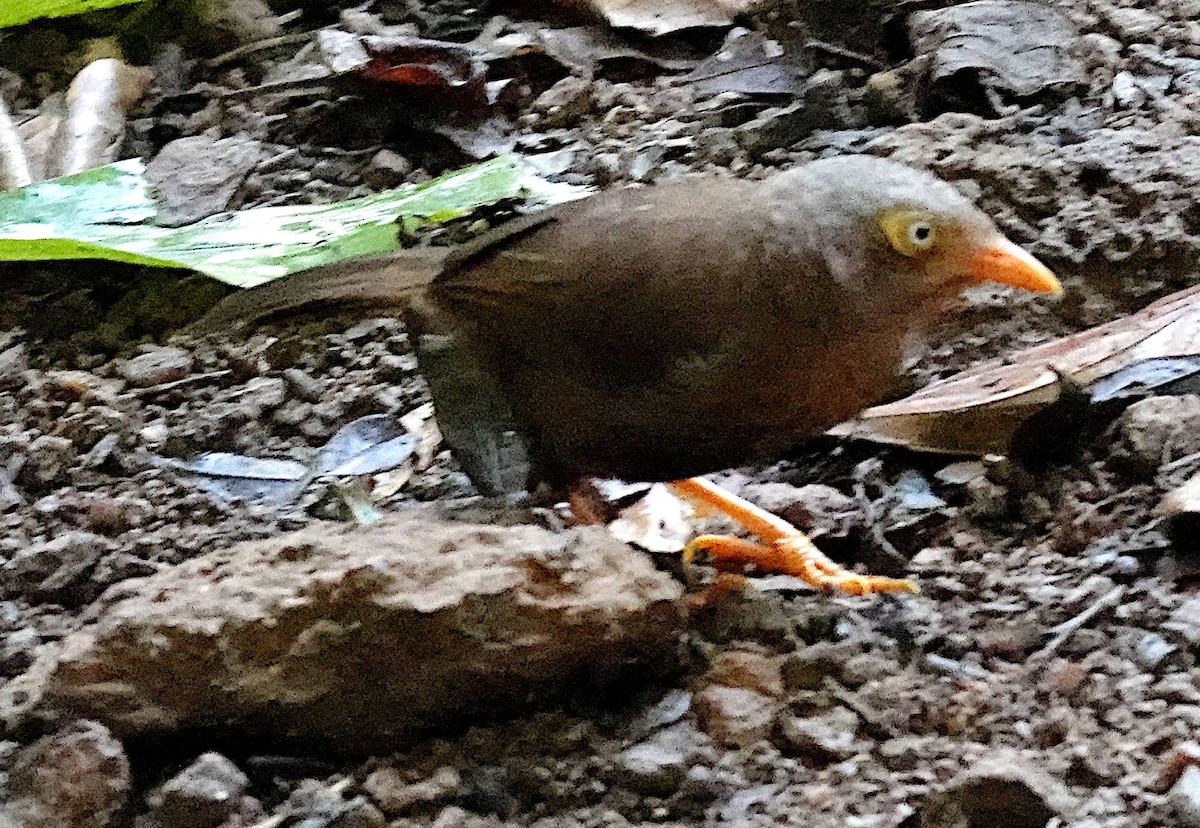 Orange-billed Babbler - ML646263661