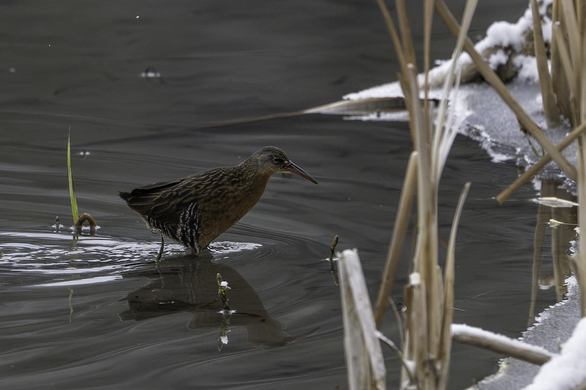 Пастушок віргінський - ML646263681