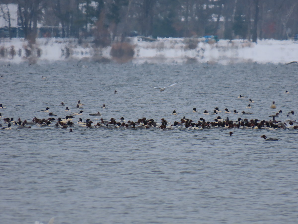 Common Merganser - ML646263682