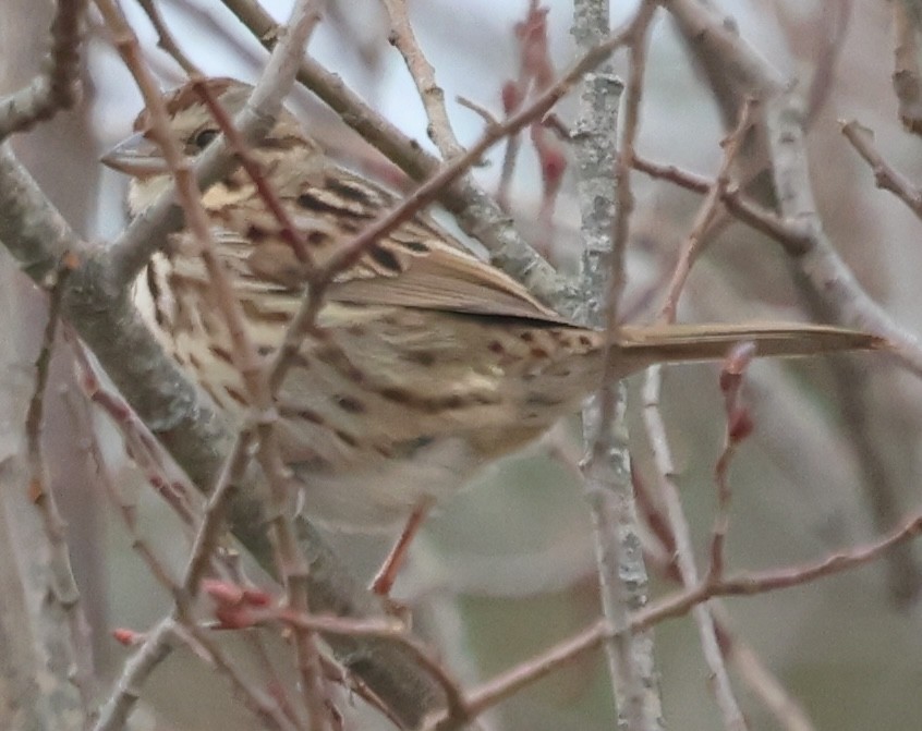 Song Sparrow - ML646263692