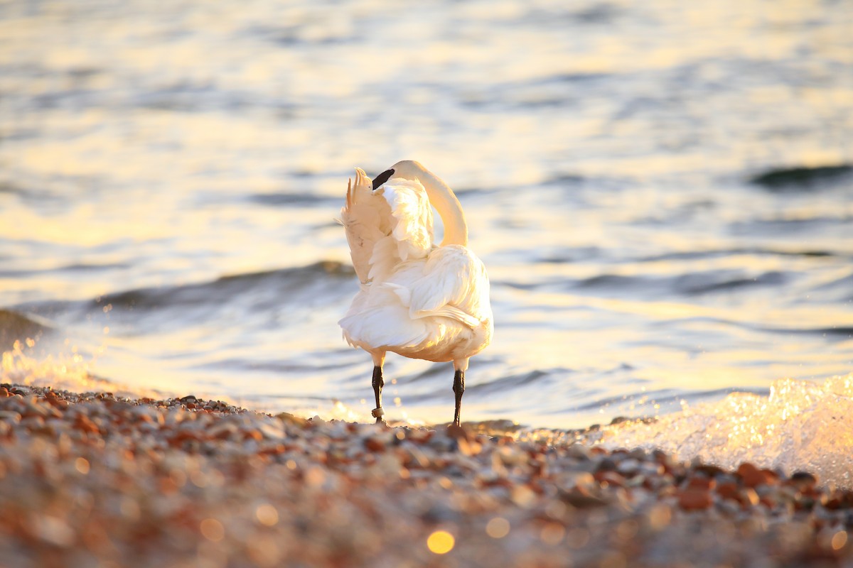 Trumpeter Swan - ML646263695