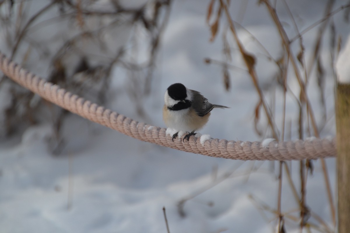 Mésange à tête noire - ML646263697