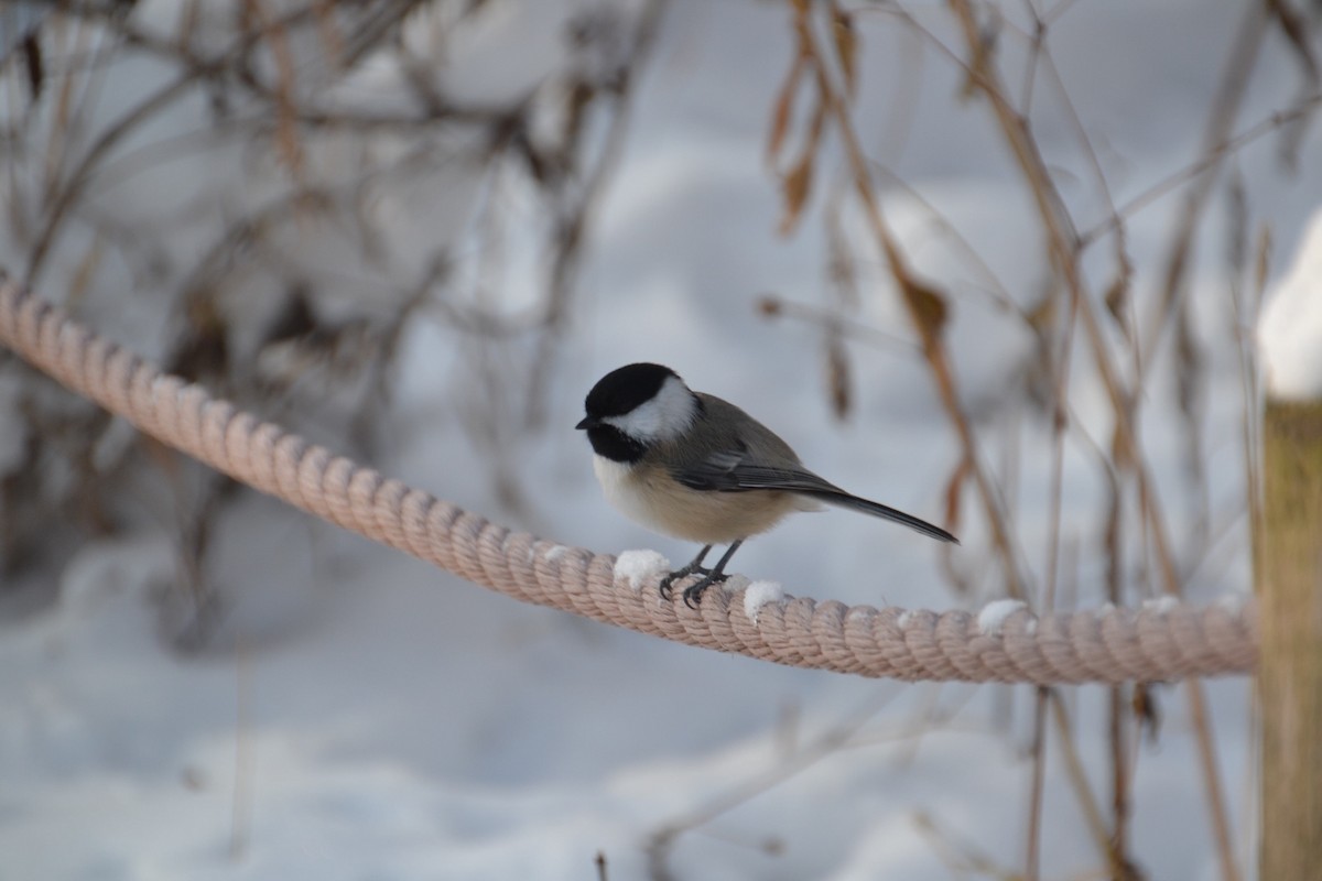 Mésange à tête noire - ML646263698