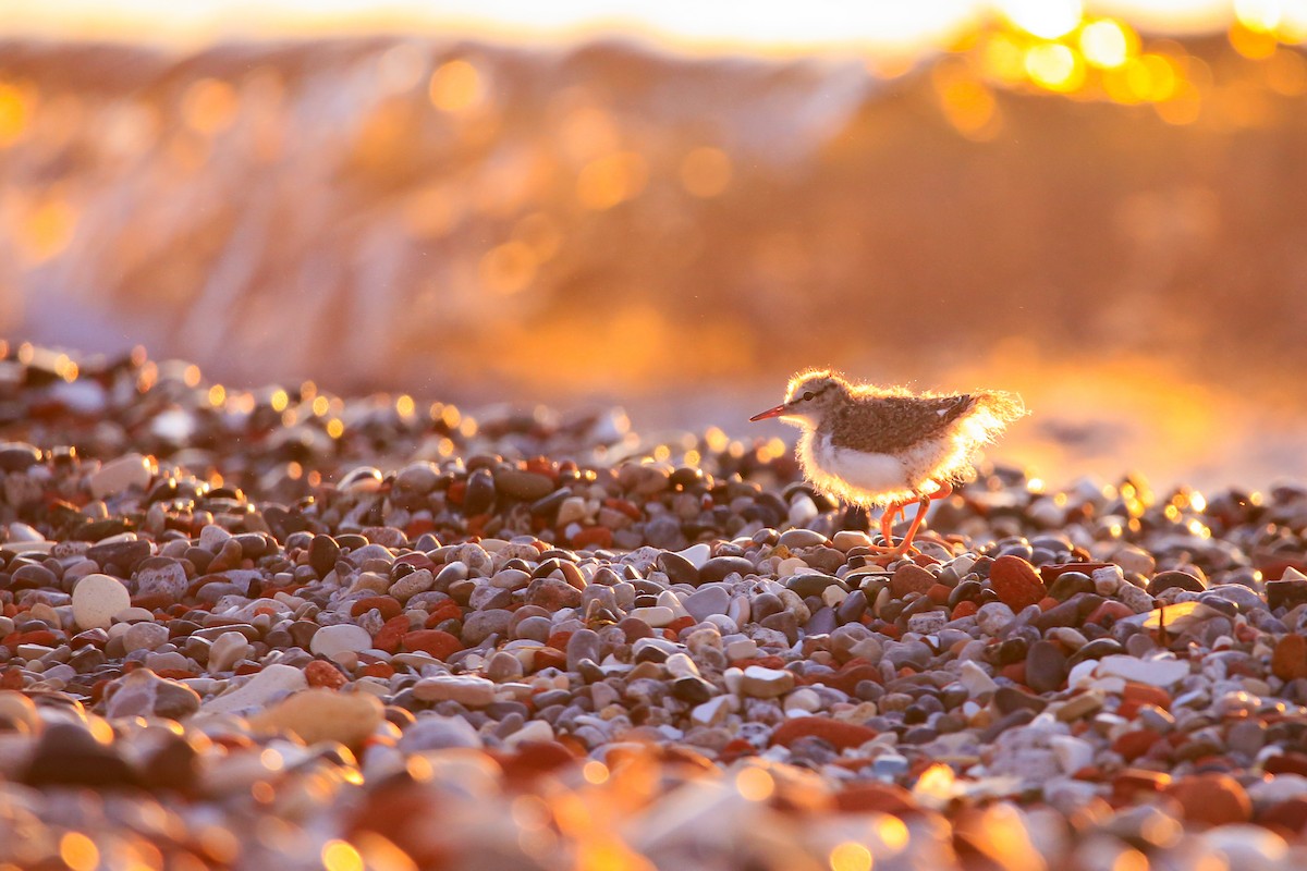 Spotted Sandpiper - ML646263701