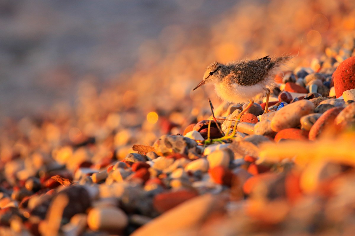 Spotted Sandpiper - ML646263702