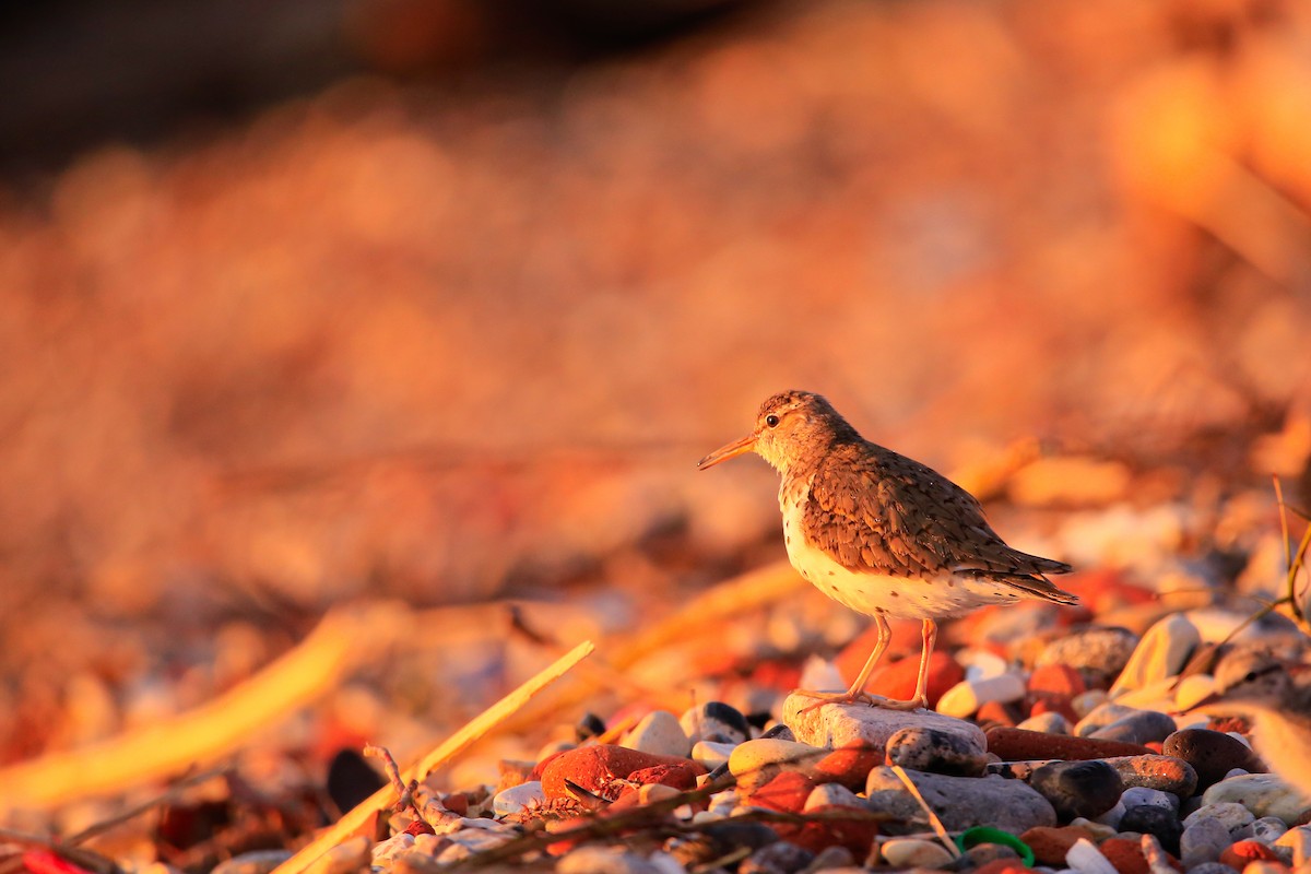 Spotted Sandpiper - ML646263703