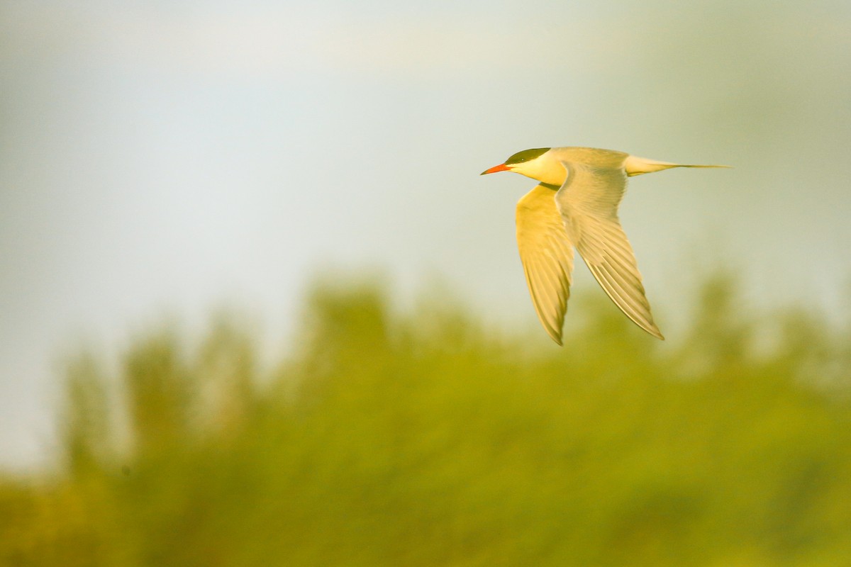 Common Tern - ML646263708