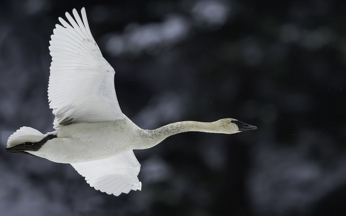 Trumpeter Swan - ML646263709
