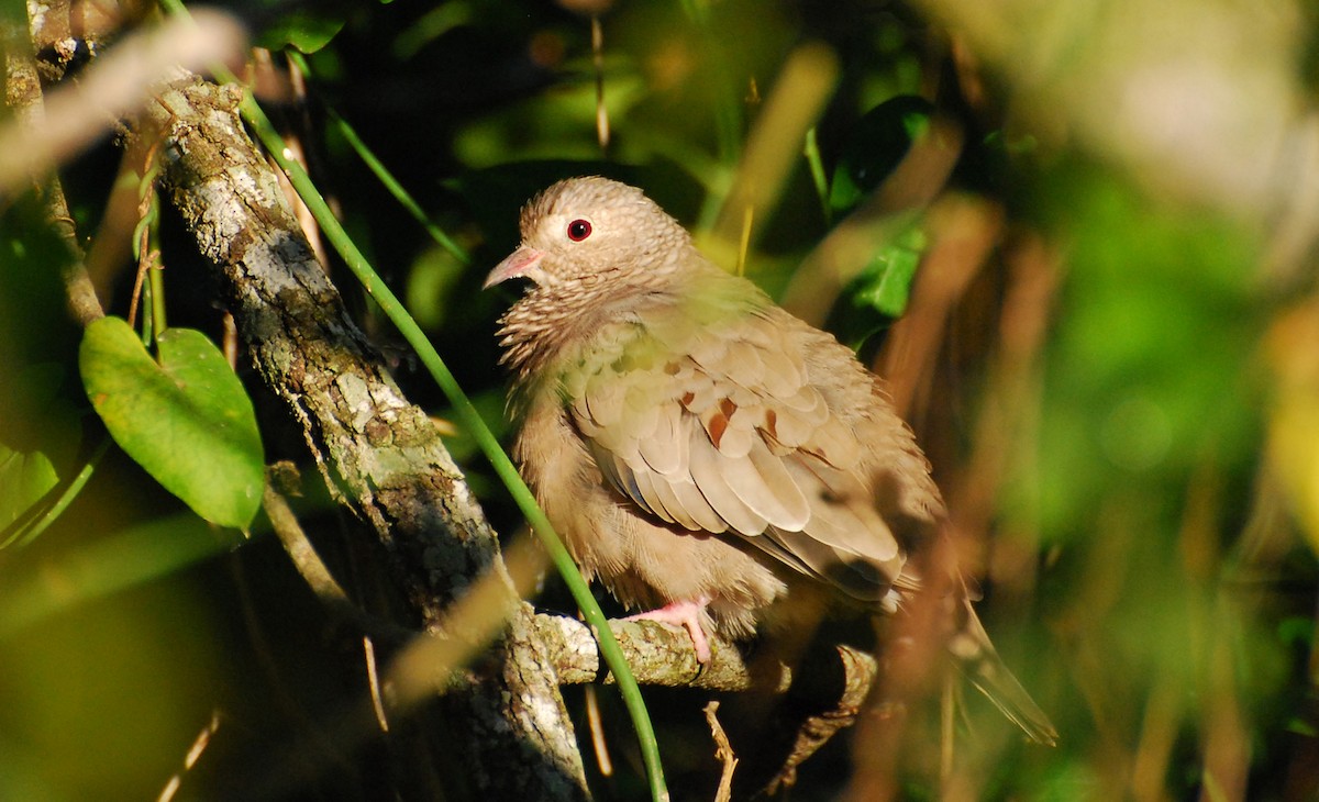 Common Ground Dove - ML646263710