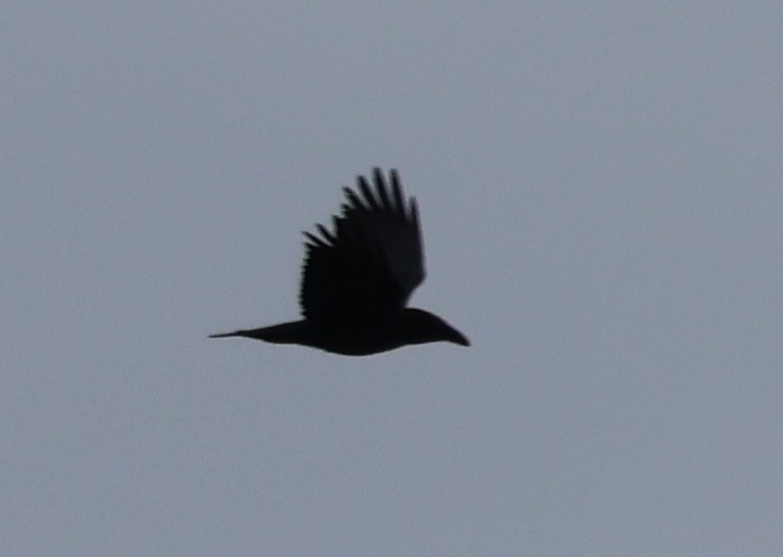 Common Raven - ML646263711